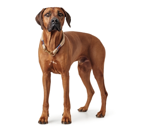 Hunter - Halsung Sansibar Rantum beige